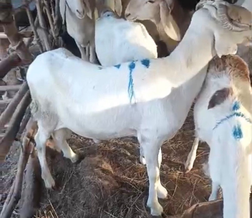 Bali-Bali ram, 45 kg, Tabaski-ready, listed on Garabaly in Bamako