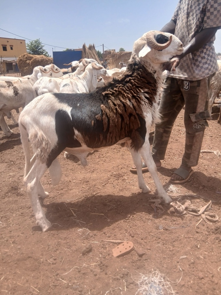 Well-built Bali-Bali ram listed on Garabaly in Bamako