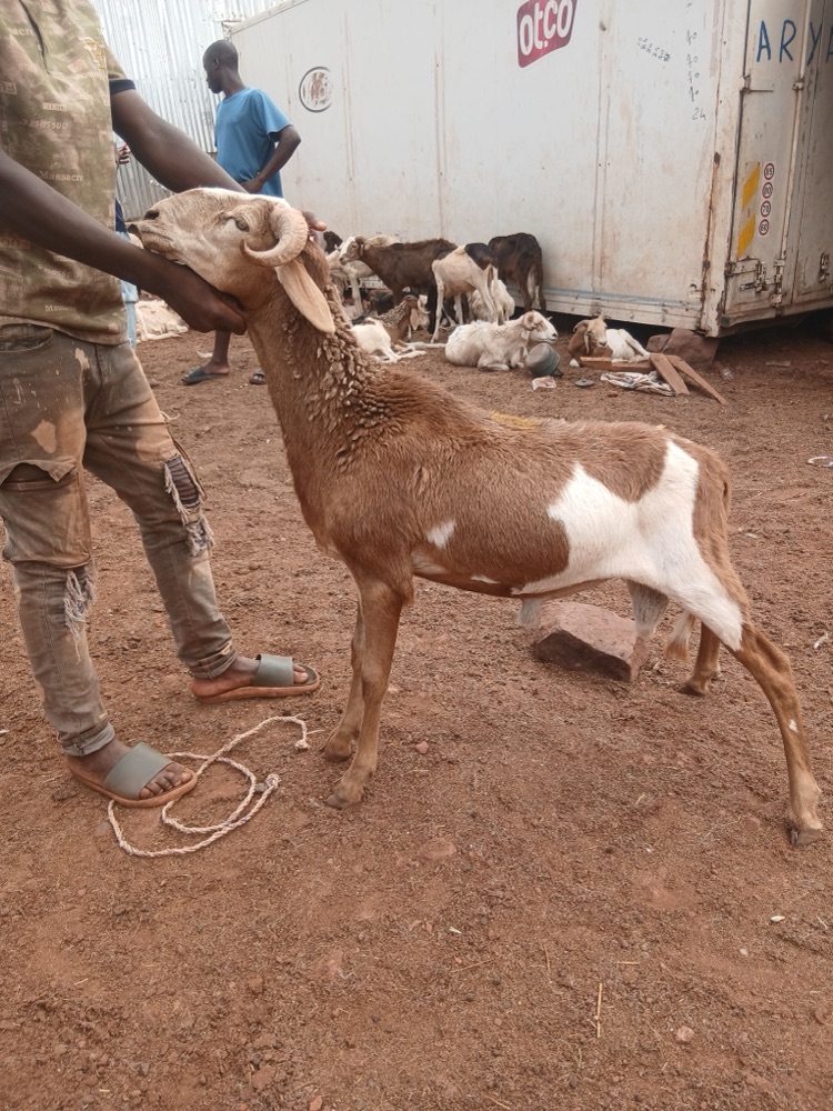 Well-built Bali-Bali ram, 45 kg, listed on Garabaly in Bamako
