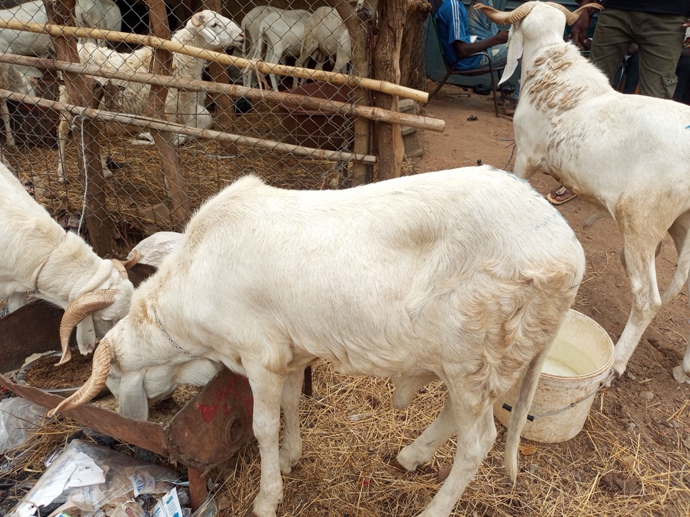 Pure Bali-Bali ram listed on Garabaly in Bamako