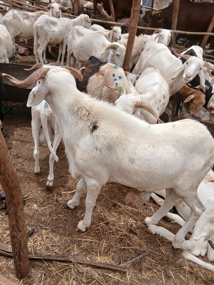 Bali-Bali ram, ~60 kg, listed on Garabaly in Bamako