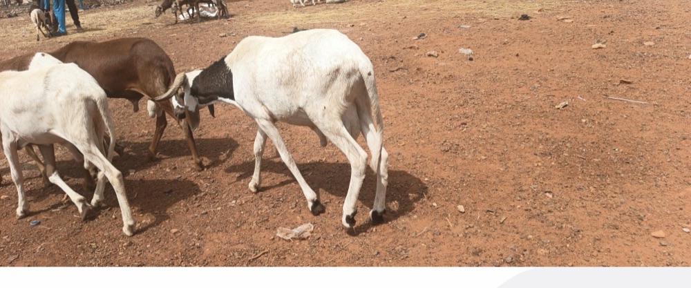 Sahelian ram, 35-40 kg, listed on Garabaly in Bamako