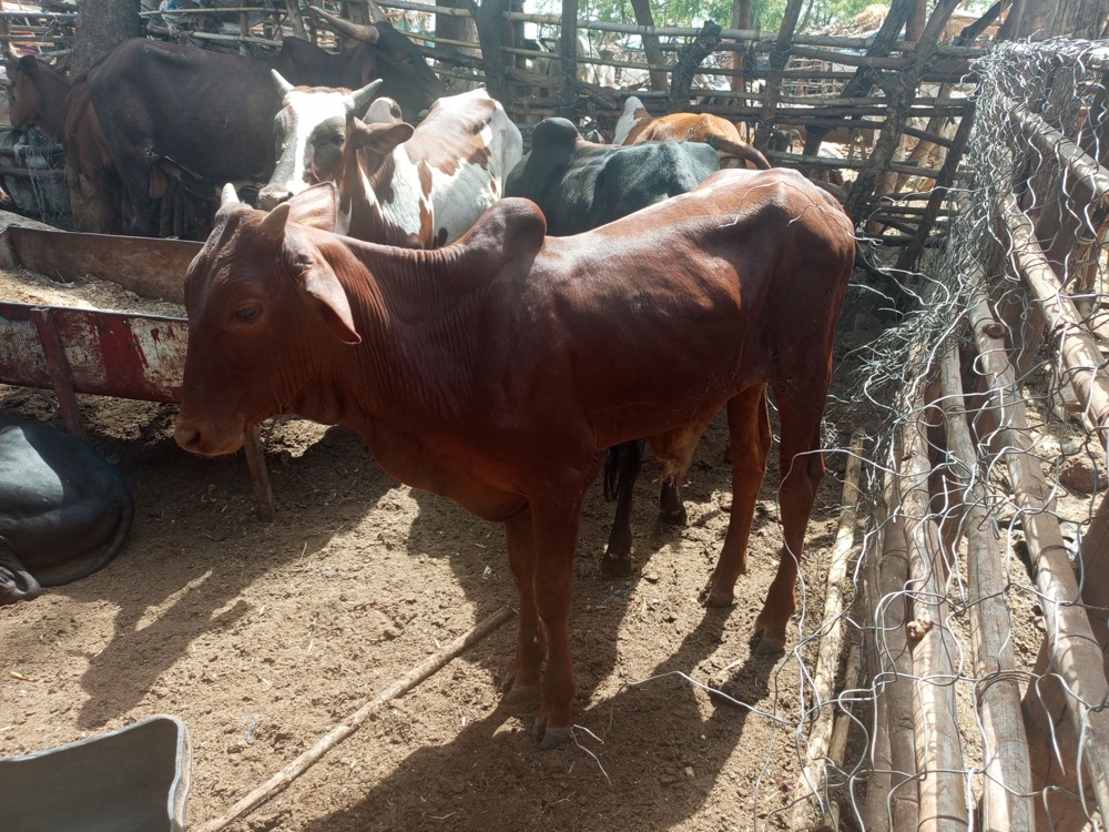 Young brown Peul/Bororo zebu, 150 kg, listed on Garabaly in Bamako